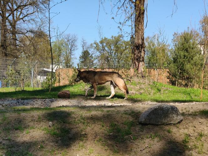 Wilcza Ostoja we wrocławskim zoo