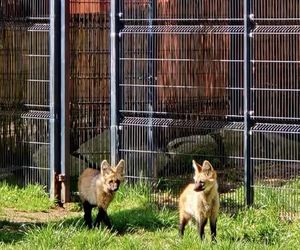 Wilki grzywiaste w Śląskim Ogrodzie Zoologicznym. W styczniu na świat przyszły trzy samiczki