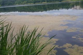 Jezioro Długie w Olsztynie zostanie oczyszczone z nadmiaru moczarki