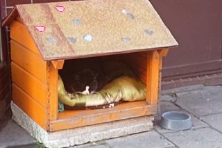 Kot Gacek ze Szczecina