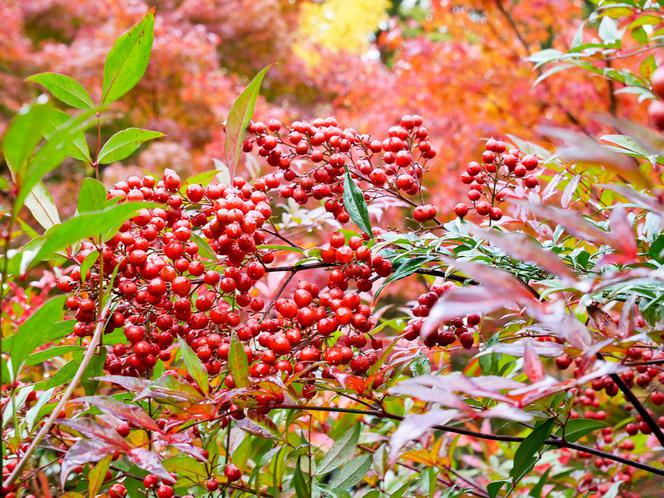 Nandina domowa