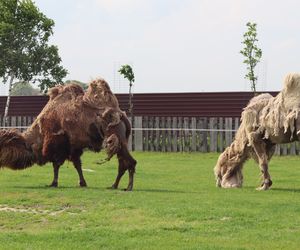 W tej wsi niedaleko Lublina znajdziecie mnóstwo atrakcji turystycznych! Jest tu m.in. zoo