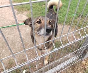 Każdy kocha i  chce być kochany. Psiaki z Arki polecają się do adopcji 