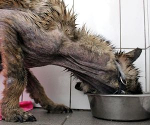 Pamiętacie Figę? Skrajnie zaniedbana suczka nie wróci do swoich właścicieli