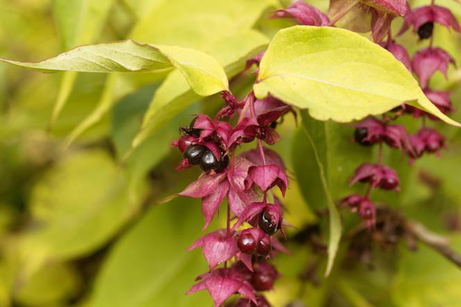 Lejcesteria piękna - Leycesteria formosa