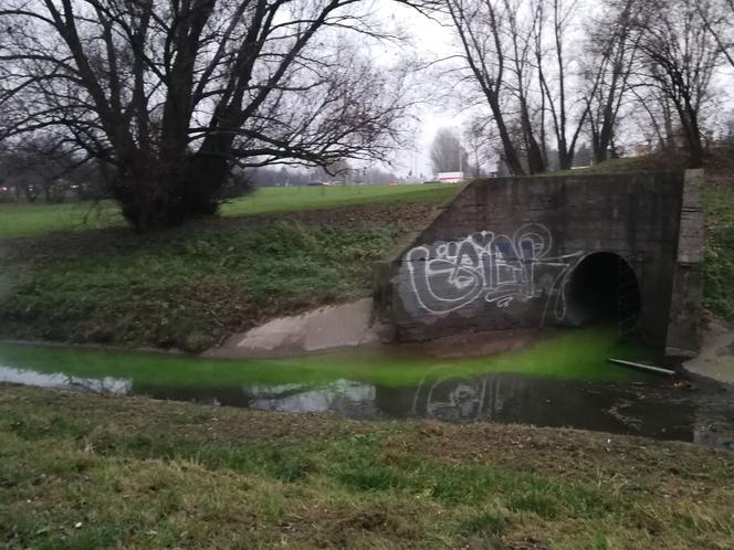 Zielone ścieki w Potoku Służewieckim