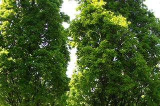 Dąb szypułkowy 'Fastigiata'