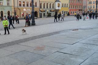 W weekend we Wrocławiu poczujemy wiosnę! Na termometrach nawet 14°C! [PROGNOZA POGODY]