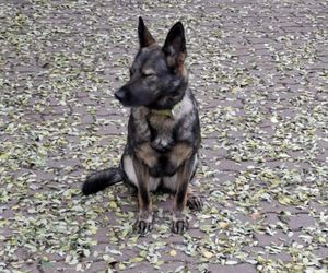 Policjanci i ich psy służbowe walczyli o tytuł! Kto okazał się najlepszy?