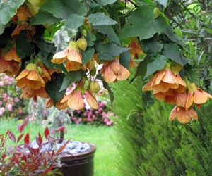 Klonik pokojowy (zaślaz, abutilon) - uprawa klonika w doniczce, pielęgnacja