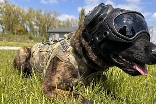 Światowy Dzień Zwierząt. Benji z lubelskiej policji ma „pełne łapy roboty”. Zdjęcia