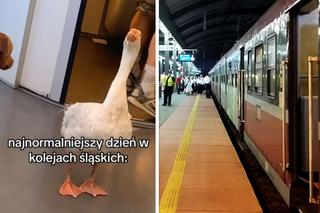 Najnormalniejszy dzień w Kolejach Śląskich. Dzieje się!