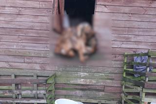 Makabryczne odkrycie w Łódzkiem. Psy znalezione martwe na terenie jednej z posesji