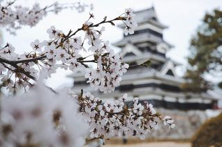 Trwa nabór na wyjazd studyjny do Japonii