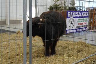 ZOOPARK w Lublinie. „Postawiliśmy na polski las. Chcemy promować nasze zwierzątka”