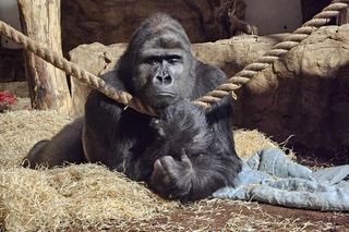 ZOO w Warszawie ma już 97 lat. Wielka feta w stołecznym ogrodzie! Jakie tajemnice kryje jego historia?