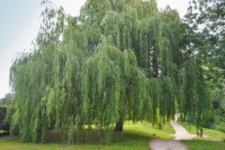 Drzewa, które przynoszą pecha. Omijaj je szerokim łukiem i nie sadź w swoim ogrodzie!