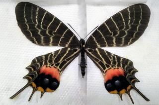 Miały być obrazki warte 2 zł, były motyle warte majątek!