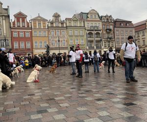 Golden Retriever WOŚP w Poznaniu