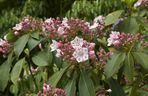 Kalmia