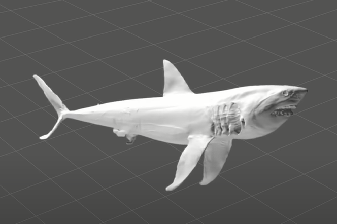 Jak naprawdę wyglądał największy rekin w dziejach? Mamy model 3D
