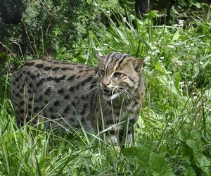 Taraje urodziły się w toruńskim zoo. Fenomen na skalę światową