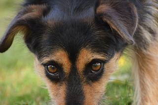 Kundzia na dom czeka w COZ w Grudziądzu