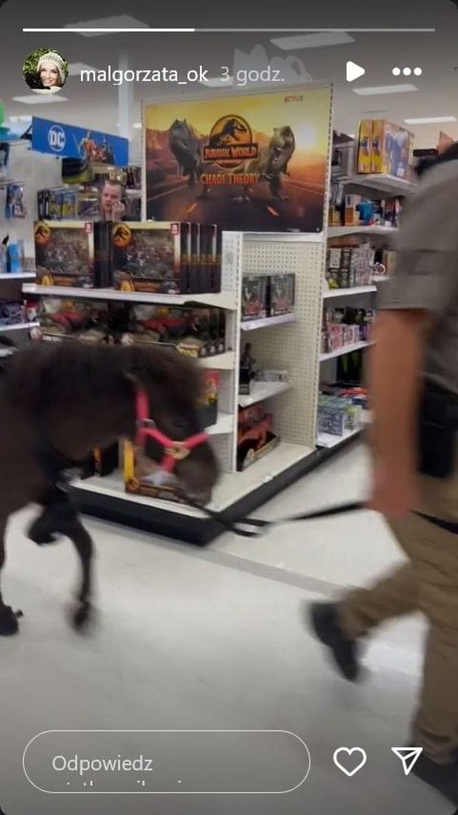 Małgorzata Ostrowska-Królikowska spotkała konia w supermarkecie. Wszystko nagrała!