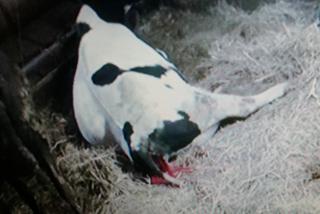 Burek zagryzł mu mamę