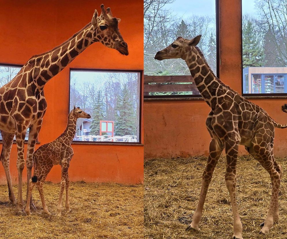 W chorzowskim zoo w nocy na świat przyszła samiczka żyrafy! 