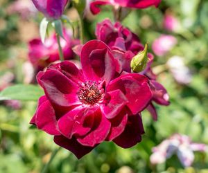 Róża wielokwiatowa 'Burgundy Iceberg'