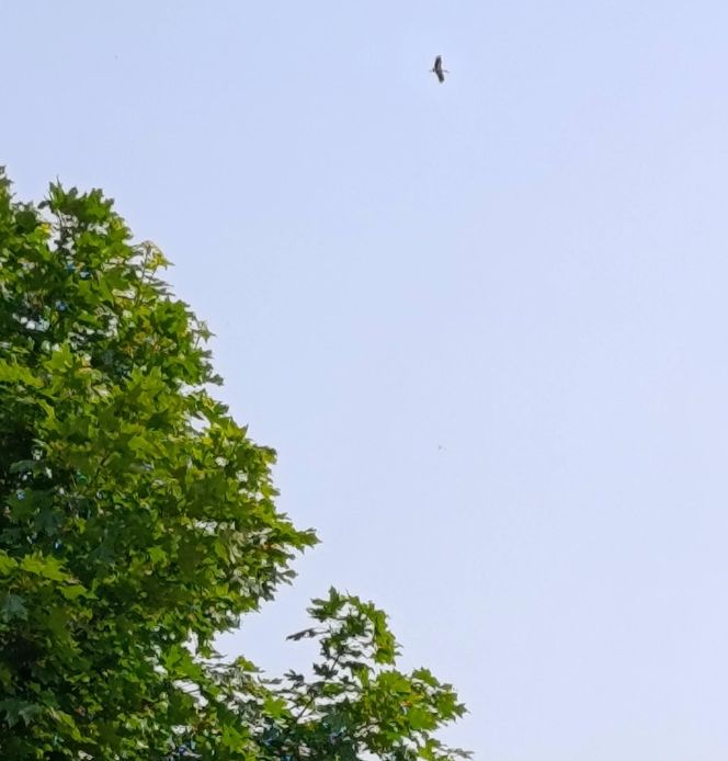 Ratował boćka na słupie, spadł z drabiny