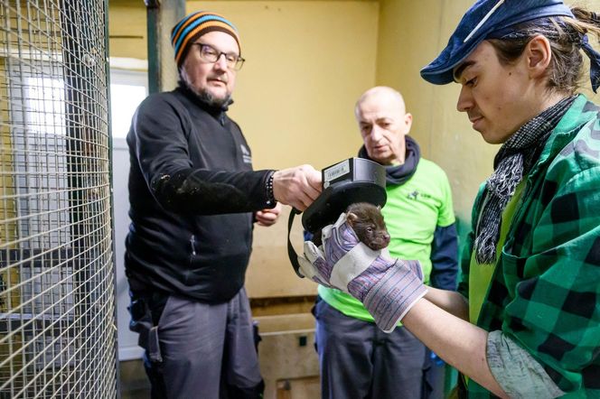 Najsłodsze trojaczki w Łodzi! W zoo urodziły się pieski leśne