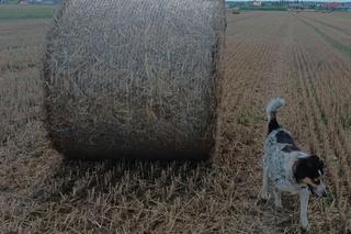 Tragedia w czasie robót polowych. Prasa do słomy wciągnęła rolnika. Malutka Sandra wciąż czeka na swojego pana