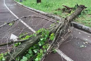 Włochy. Śmiertelna ofiara burz na północy, kilku rannych