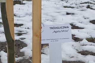 Drzewa dla sosnowieckiego hospicjum