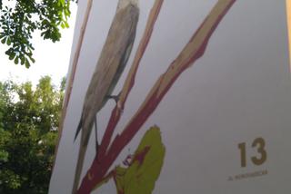 Ptasie murale na Kozłówku