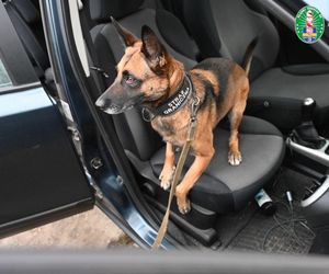 Narkotykowy gang ze Śląska