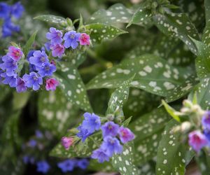 Miodunka - właściwości i zastosowanie. Oczyszcza płuca ze smogu!