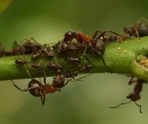 Sposób na mszyce i mrówki. Rozsyp to w ogródku a problem się skończy!