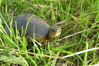 Ogromne zmiany w Puszczy Boreckiej. Co oznacza powiększenie rezerwatu Borki na Mazurach?
