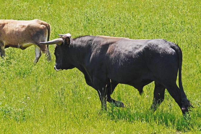 Mieszkaniec Kosiorowa ciężko ranny po ataku byka! Zwierzę zastrzelił myśliwy