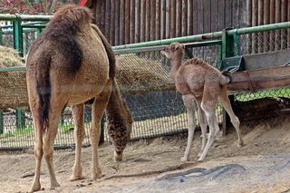 Wielbłąd jednogarbny