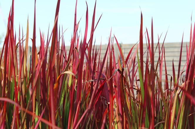 Imperata cylindryczna 'Red Baron'