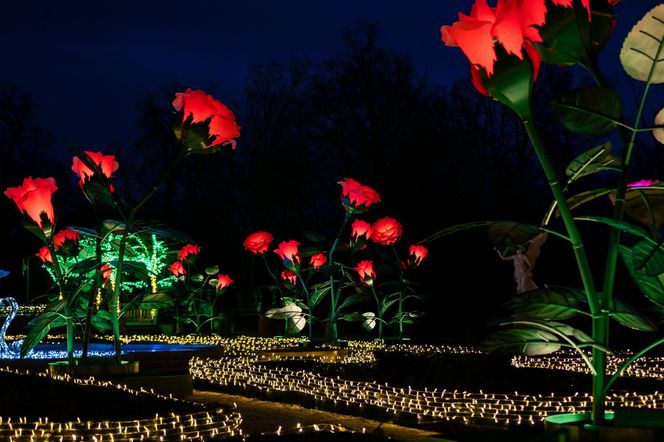 Królewski Ogród Światła w Wilanowie
