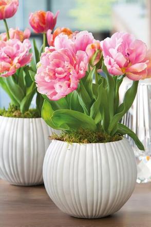 Tulipany w doniczce już kwiatną