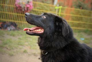 Aza czeka na nowy dom. Adoptuj psa ze schroniska w Białymstoku