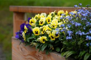 Jakie kwiaty na balkon w kwietniu? 5 pewniaków do sadzenia na balkonie w kwietniu