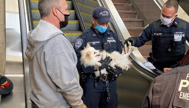 Uratowali psa wciągniętego przez schody