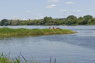 Krowa poszła popływać